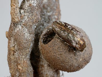 Ethonion corpulentum, PL2538E, female, non-emerged adult, on larval host Dillwynia glaberrima (PJL 2836) for photo, SE, 10.2 × 4.4 mm
